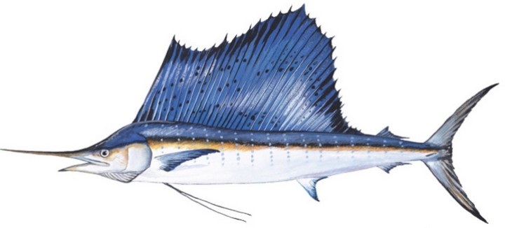 рыба парусник рыба парусник