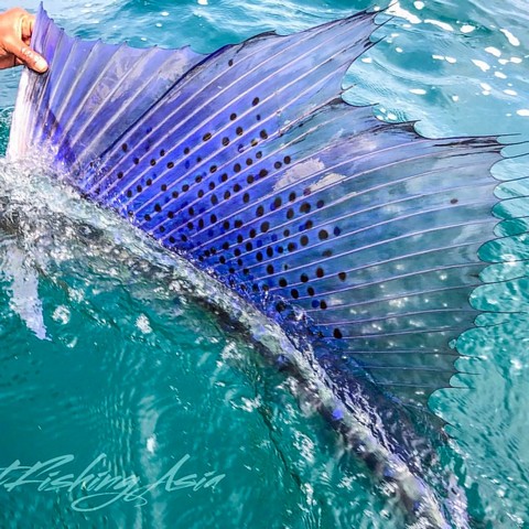 плавник у рыбы плавник у рыбы