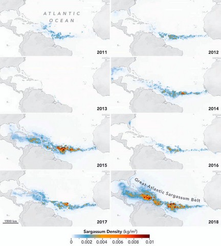 рост саргассового пояса