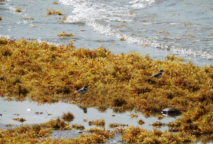 саргассум саргассум