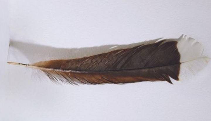 дорогое перо дорогое перо