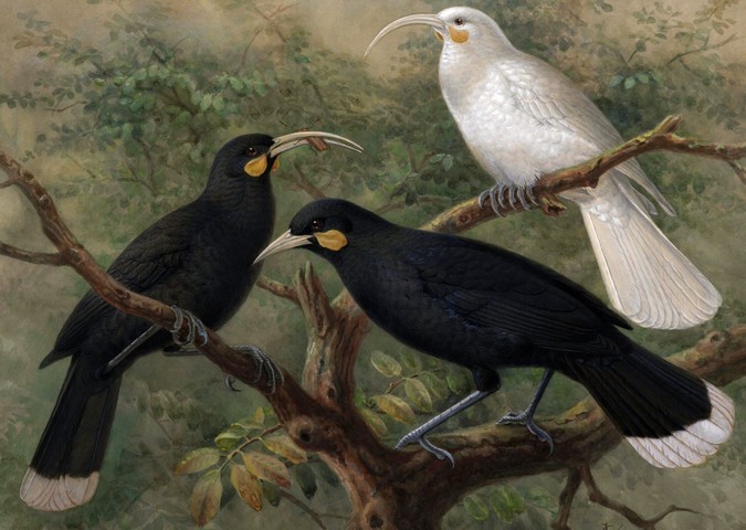 вымершая птица гуйя вымершая птица гуйя