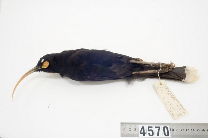 птица гуйя птица гуйя