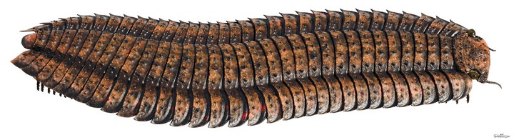 доисторическая многоножка