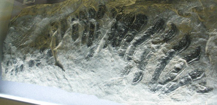 окаменелость древней многоножки