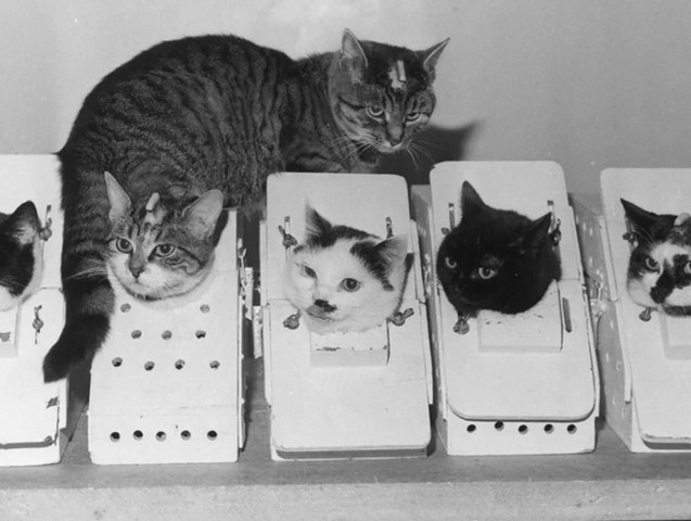 фелисетт фелисетт