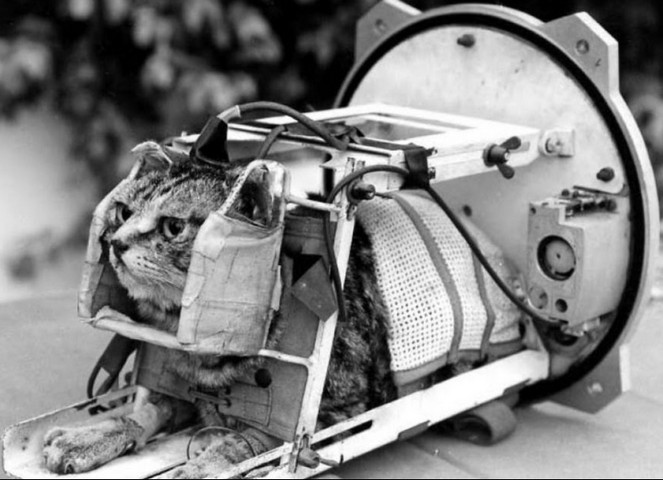 кошка-космонавт кошка-космонавт