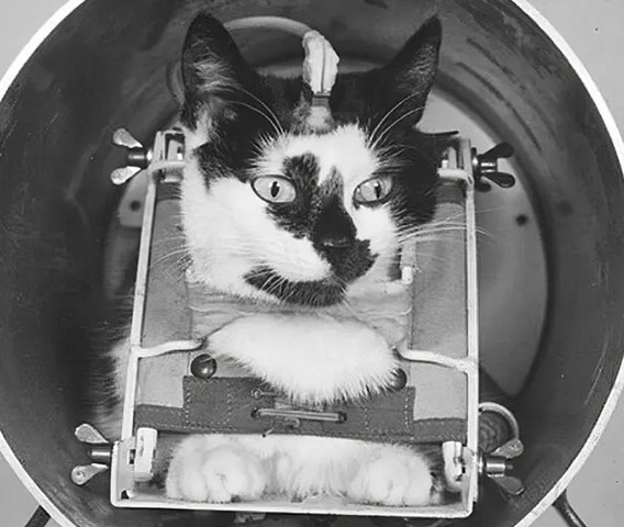 фелисетт фелисетт