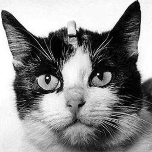 кошка летала в космос кошка летала в космос