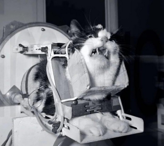 тренировки кошки