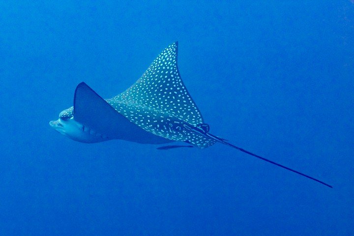 манта под водой манта под водой