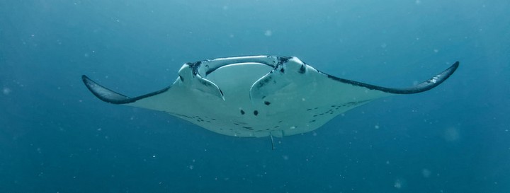 скат океанский скат океанский