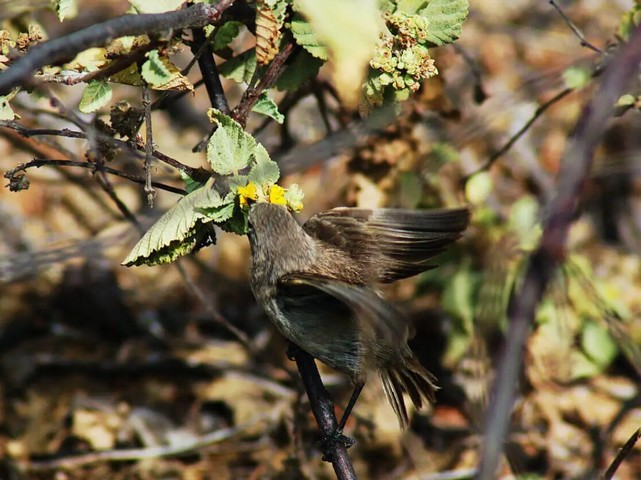 вампирский вьюрок