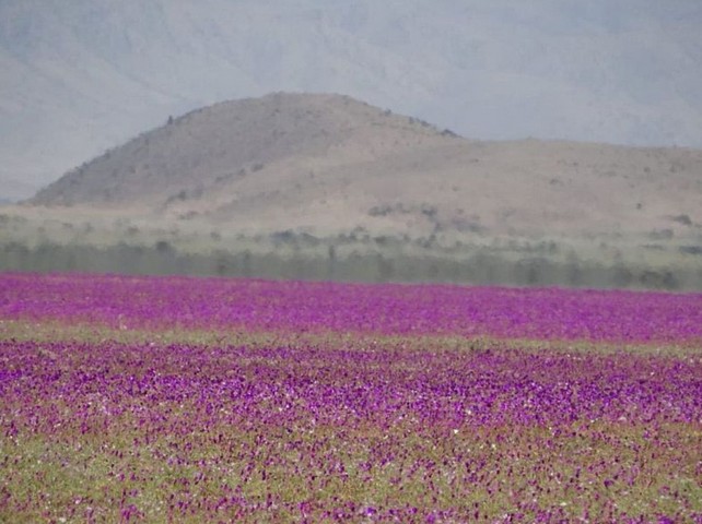 атакама расцвела атакама расцвела