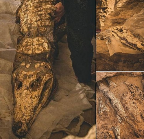 ммифицированные крокодилы ммифицированные крокодилы