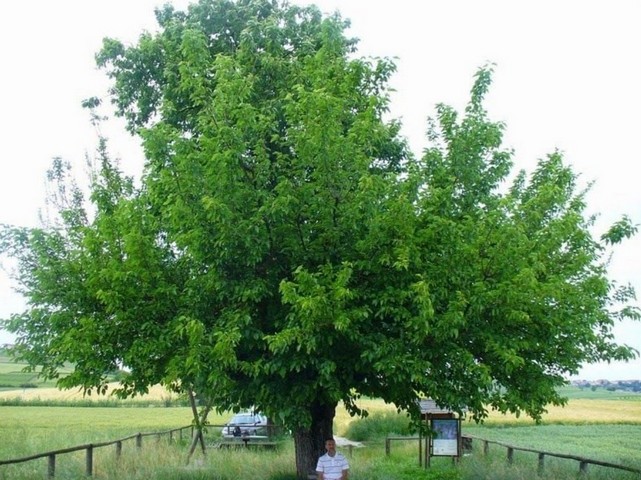 казорца и ее зеленое дерево казорца и ее зеленое дерево