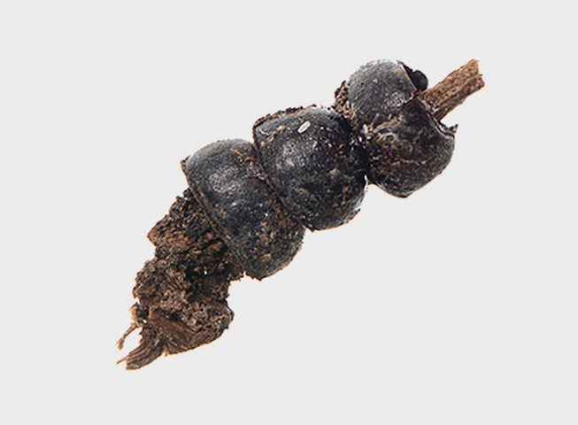 ожерелье из жуков ожерелье из жуков