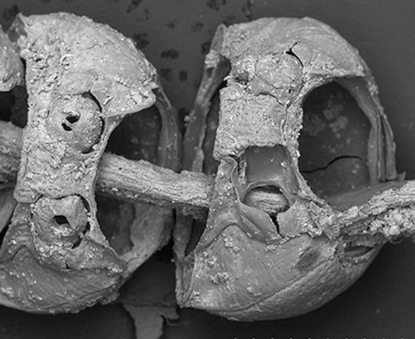 древнее ожерелье в польской могиле древнее ожерелье в польской могиле