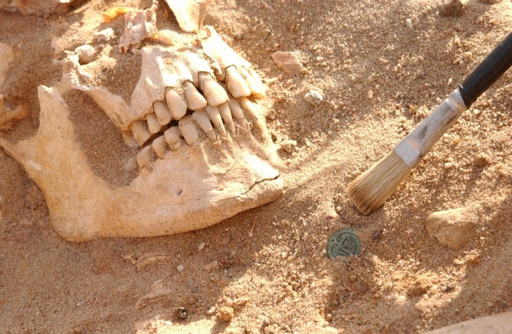 череп наполеоновского солдата для исследования череп наполеоновского солдата для исследования