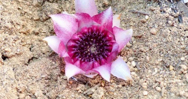 ризантелла гарднера ризантелла гарднера