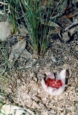 удивительная подземная орхидея удивительная подземная орхидея