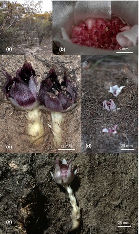 орхидея, которая цветет в темноте орхидея, которая цветет в темноте