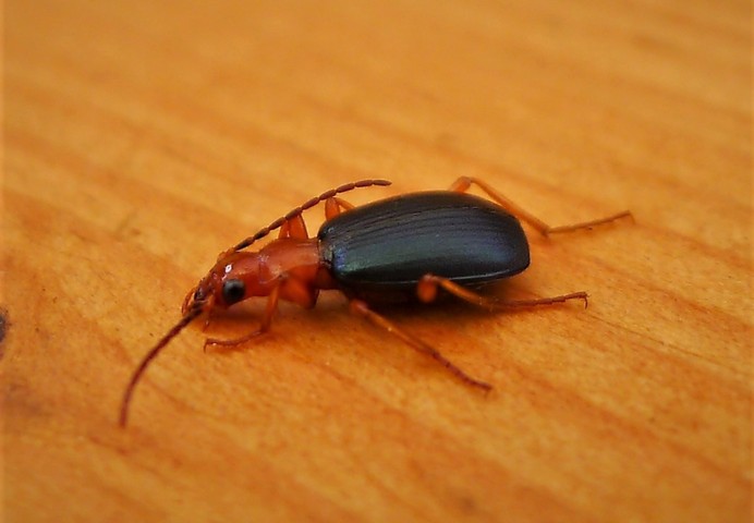 природный реактор у жука природный реактор у жука