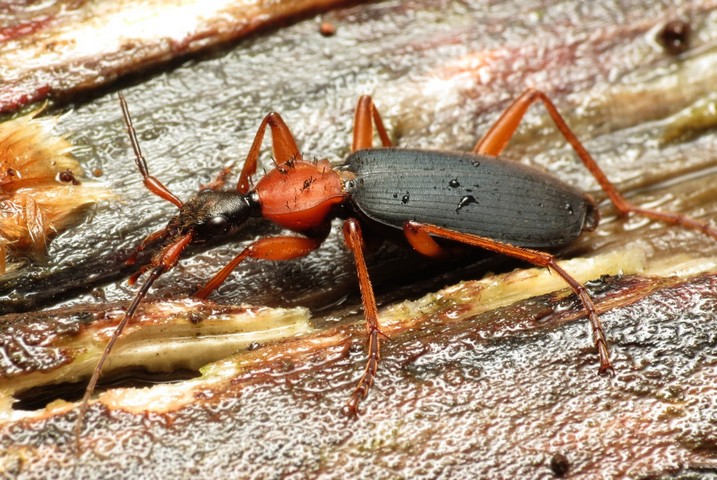 жук с чудо-оружием