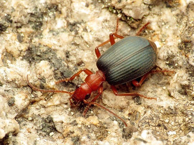 химическое оружие у природы химическое оружие у природы