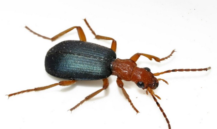 жук бомбардир жук бомбардир