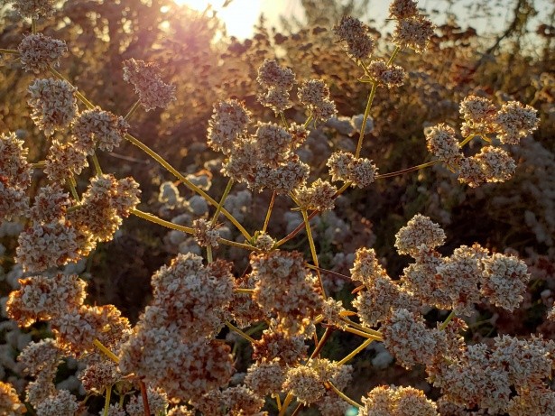 как растет гречка