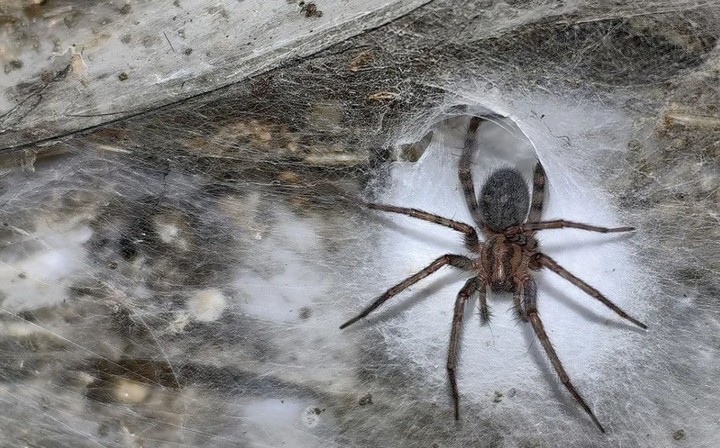 большая паутина большая паутина