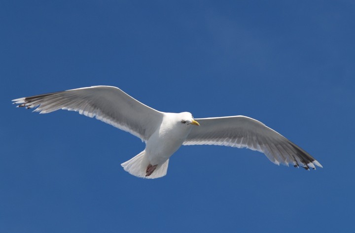 исследования чаек