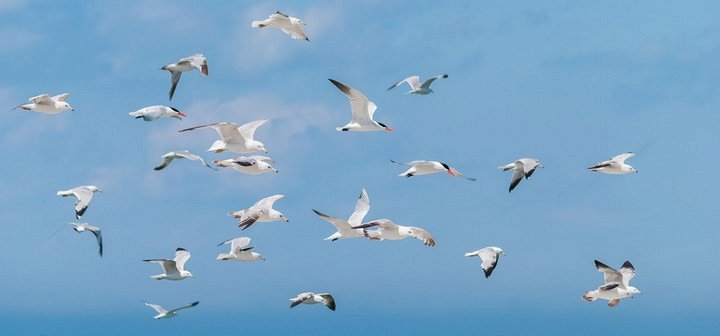 чайки испугались голоса человека