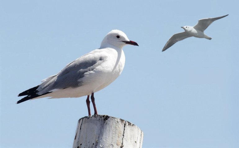 чайка сидит на столбе