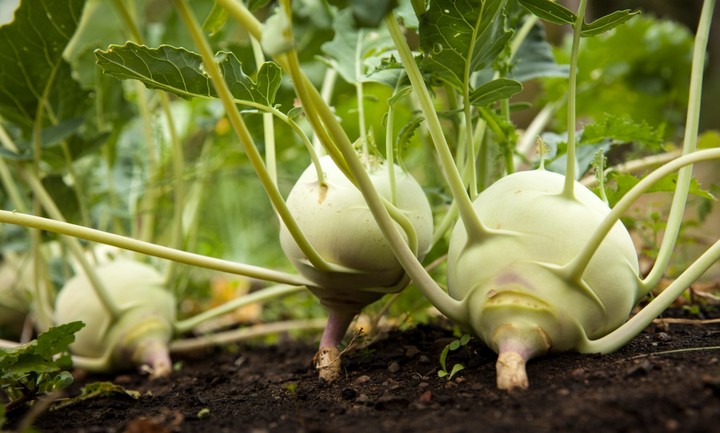 кольраби с корнями в земле