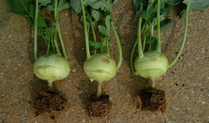 кольраби с ботвой