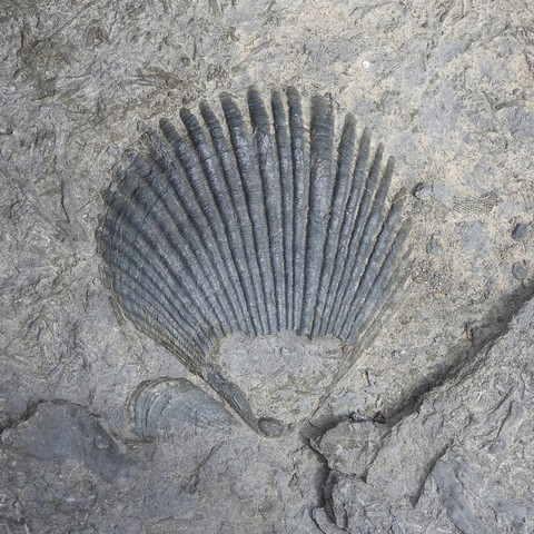 отпечаток ракушки в скале