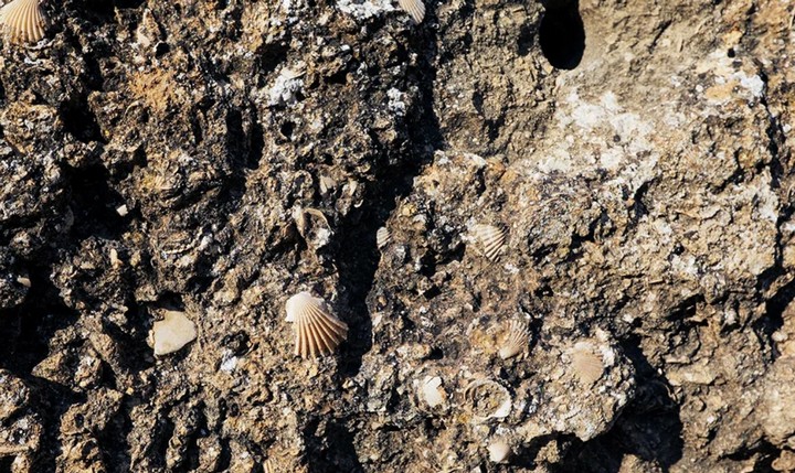 ракушка в породе на горе