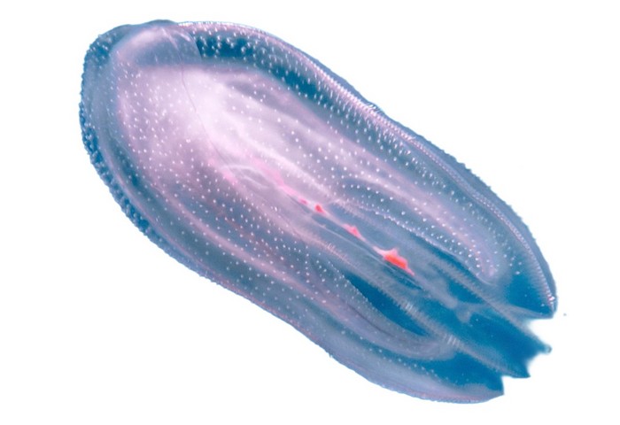 необычное полупрозрачное существо