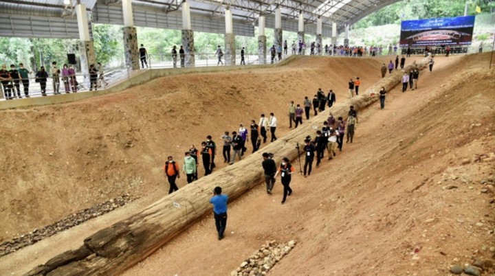 гигантское окаменевшее дерево