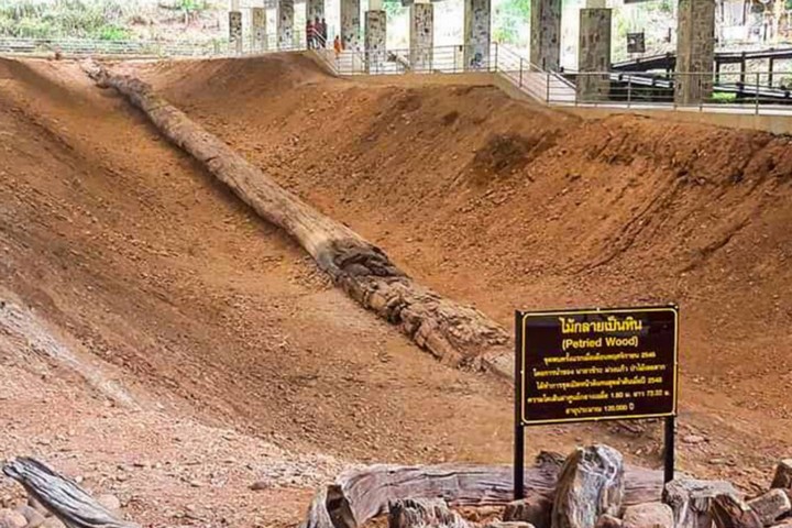 дерево огромных размеров в таиланде