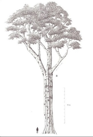 реконструкция дерева