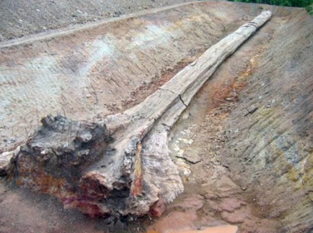 окаменевший гигант таиланда