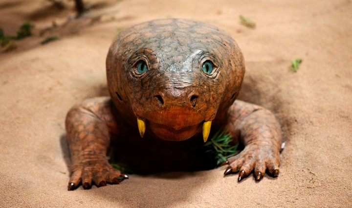 вымерший диконодонт