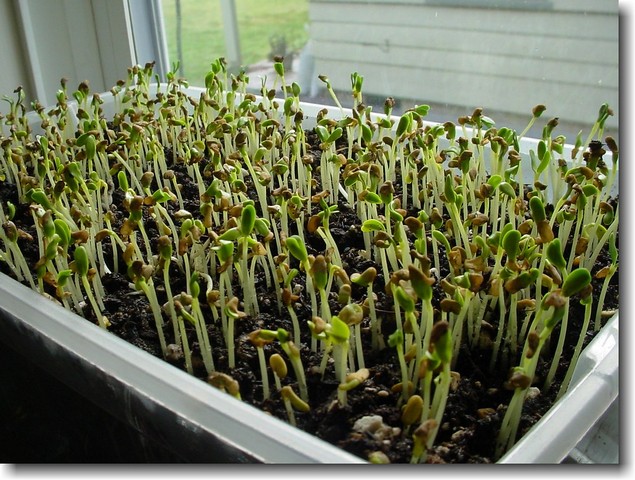 пророщенный пажитник