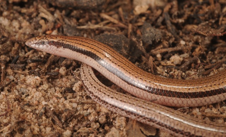 новая подземная ящерица
