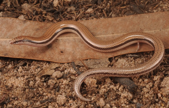 безрукая ящерица