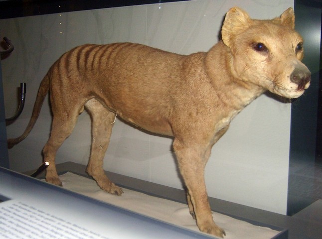 тилацин в музее тилацин в музее