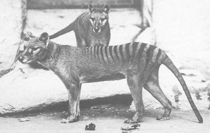 тасманийский тигр тасманийский тигр